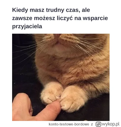 konto-testowe-bordowe - #kot #koty #kitku #kiciuwsparcie