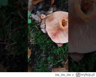 blablabla - @szaman4: to rydz, zajebsity z masełkiem i czosnkiem. 

https://www.youtu...