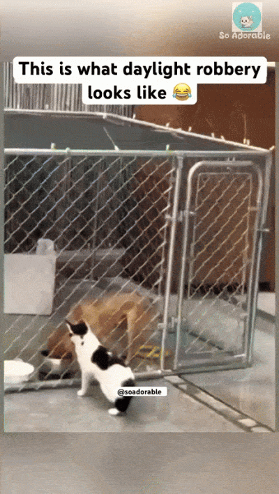 wfyokyga - Kocia menda