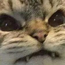 PetalMind - Nowy album quebo to naprawdę kawał zajebistej płyty. Podoba się dla mnie ...