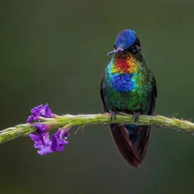 Lifelike - Złotniczek (Panterpe insignis)
Autor
#photoexplorer #fotografia #ornitolog...