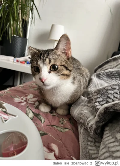 dalessiezbejtowac - @Lujdziarski: chyba ten sam miot, ale mojemu kiedyś coś odgryzło ...