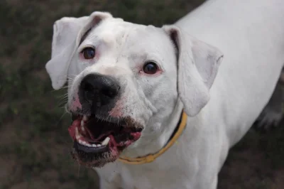 strup - >Fado nie nadaje się do domu z dziećmi a opiekunka będzie się musiała wykazać...