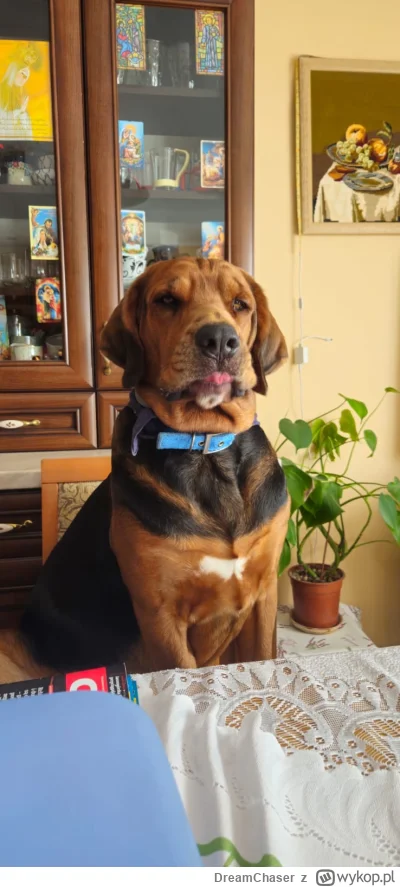 DreamChaser - #pokazpsa #ogarpolski