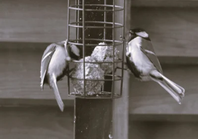 moll - Kolejne sikorki z #karmnikmoll co by na przyszłość nie spamować tak na #dokarm...