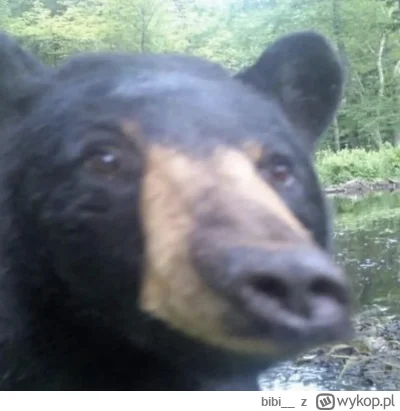 bibi__ - Ciemzkie rzycie 
#przegryw