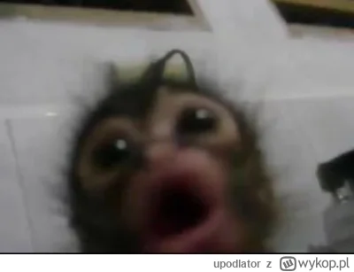 upodlator - 5:15 o kurna