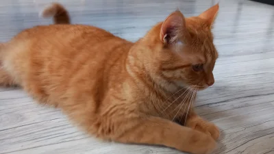 PrankmeisterXD - @simpiara pozdrawiam z kocurem