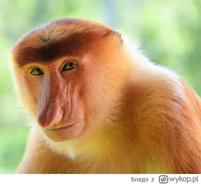 Snajpi - @Kantarek: ciekawe skont wział pinionszki na wszczepy, nakradł pewnie