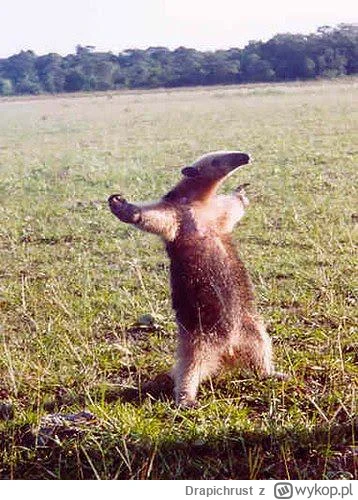 Drapichrust - @lion408