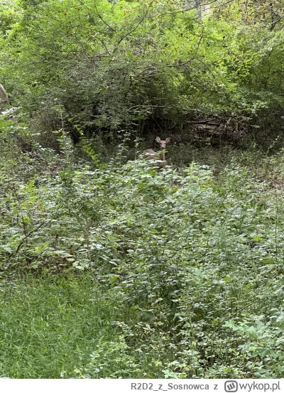 R2D2zSosnowca - @R2D2zSosnowca kiedy w dolinie jeszcze zielono i można chrupać soczys...