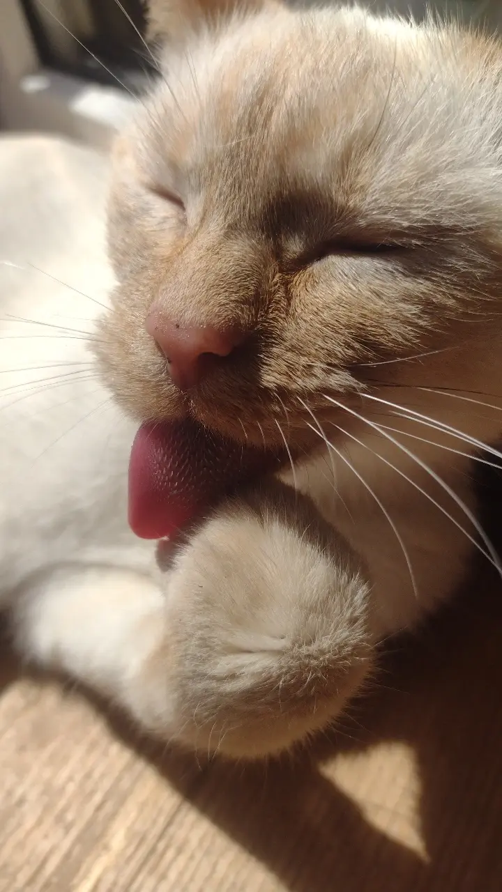 s.....g - czyścioszek

#koty #pokazkota