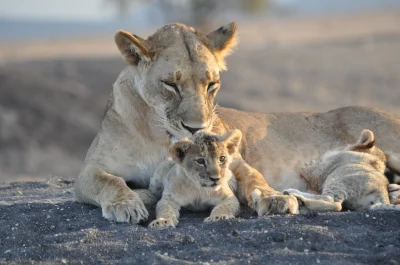 basssiok - Ale udało mi się zdjęcie zrobić! 
#safari #kenia