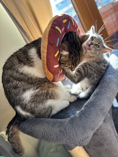 wybryk_natury - #misiafanclub #brunofanclub #pokazkota