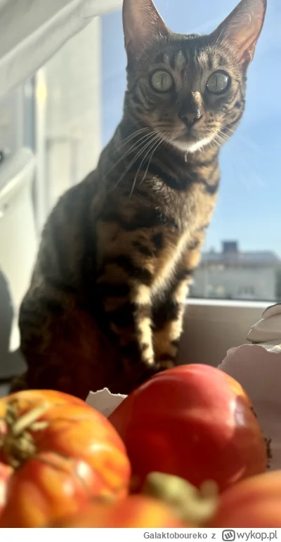 Galaktoboureko - Pomidorowe #kitku na udaną sobotę;) #pokazkota #koty