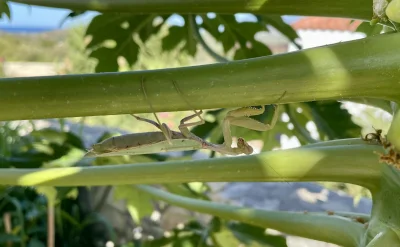 asdfghjkl - Hierodula aka Giant Asian Mantis zawitała w moje skromne progi. Rzadka ( ...