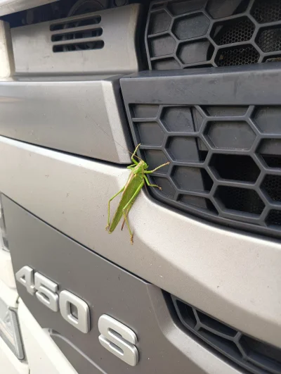 zolwik89 - Ale bydle
#smiesznypiesek