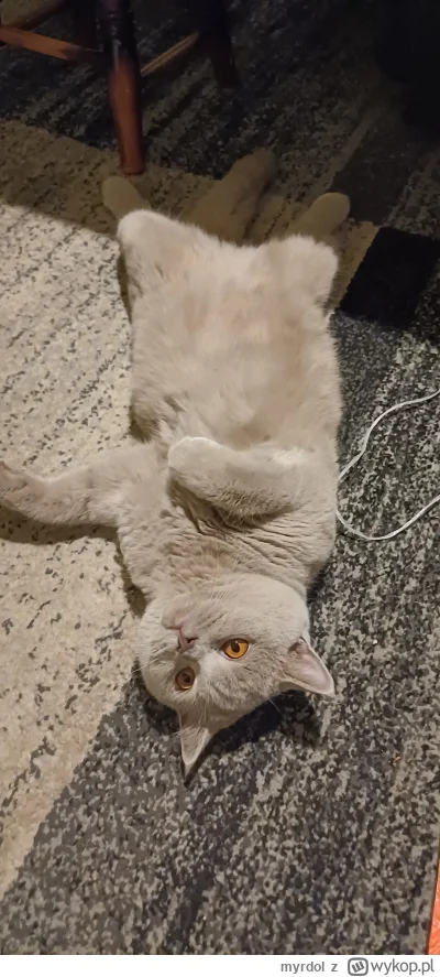 myrdol - Wyjebongo( ͡º ͜ʖ͡º)