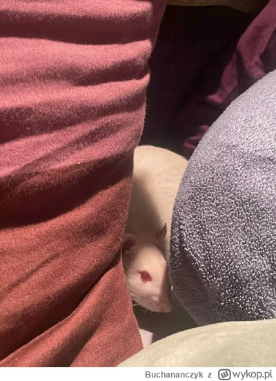 Buchananczyk - Ktoś ma pomysł skąd #kiszak wziął termin interlokacyjność? Próbując je...