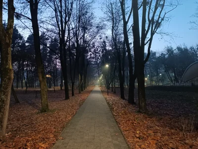 Corvus_Frugilagus - #fotografia #tworczoscwlasna #corvusfrugilaguscontent3