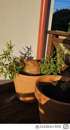 Jezdziec666 - @Fibrizzo: Mi urosła dynia w paprykach 乁(♥ ʖ̯♥)ㄏ