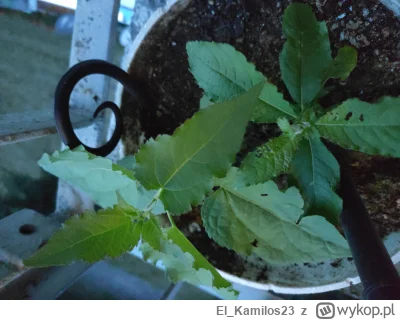 El_Kamilos23 - Mirki ogrodnicy, ktoś wie co to za roślinka? Wyrosła mi w bezdomnej do...
