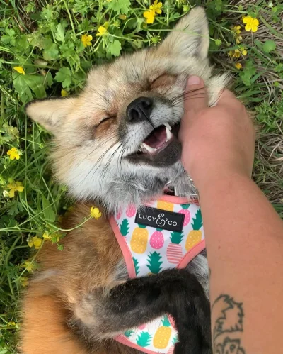 frugASS - @KNU-RZY-SKO: