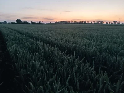 C.....s - @wyscrollowany: No gleba słaba, średnia jak na polskie warunki, ale w miarę...