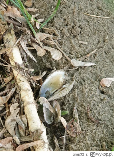 grap32 - Taką muszelkę zauważyłem na brzegu. Czyżby ktoś szukał pereł?