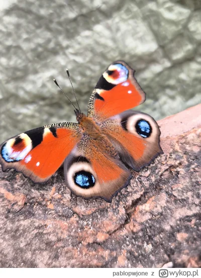pablopwjone - Dorzuce jeszcze swojego, podoba mi sie jak symetrycznie zostal wykonany...