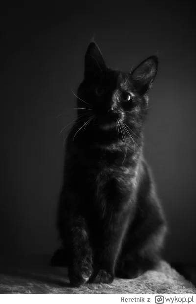 Heretnik - Warto było uratować dachowca ze śmietnika...
#pokazkota