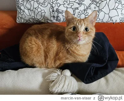 marcin-van-staar - @Don_Calzone: Piekna, mam podobna.