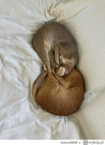 ValandilNW - Nawiedziły Cię Koty Nieskończoności. Zaplusuj, a do końca tygodnia zapas...