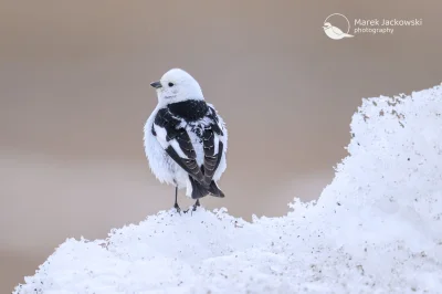 Lifelike - Śnieguła (Plectrophenax nivalis) [samiec w szacie godowej]
Głos
Autor
#pho...