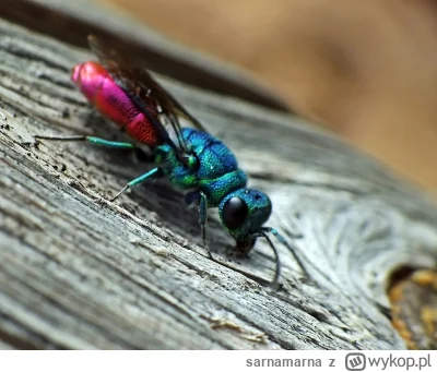 sarnamarna - pierwszy raz w życiu widziałam dziś takiego owada. niesamowite, przez ch...