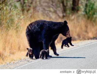 annlupin - @wfyokyga: