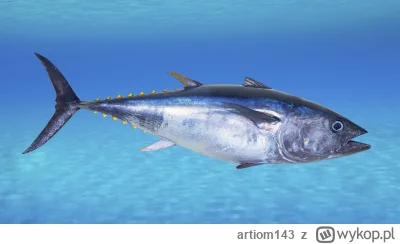 artiom143 - Wiedzieliście o tym, że tuńczyk musi stale się poruszać żeby żyć? oddycha...