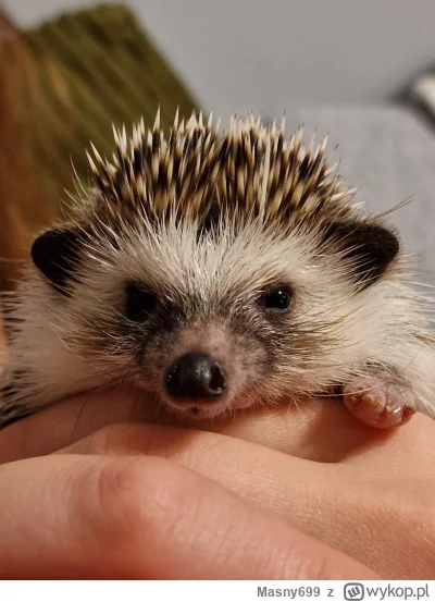 Masny699 - Poznajcie Alberta. Jeża Alberta. Chyba rozumiał, że chce mu zrobić ładne z...