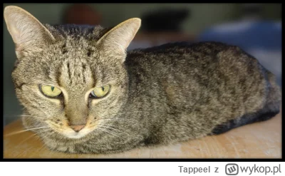 Tappeel - #pokazkota #koty

Torpeda sobie chilluje na stole ( ͡° ͜ʖ ͡°)