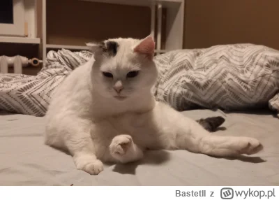 BastetII - #pokazkota #koty #kitku 

Micek inwalida