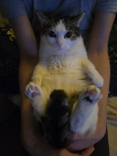 Solsith - #pokazkota #spaslak trochę starsze foto ale fajne(｡◕‿‿◕｡)