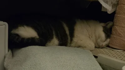 Solsith - #pokazkota #spaslak szukam mendy a ta dupsko grzeje( ͡° ͜ʖ ͡°)