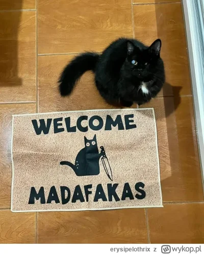 erysipelothrix - #heheszki #zwierzaczki #kot