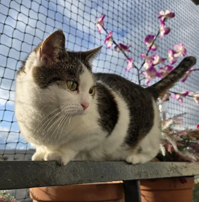 Solsith - #pokazkota #spaslak w swoim naturalnym środowisku(⌐ ͡■ ͜ʖ ͡■)