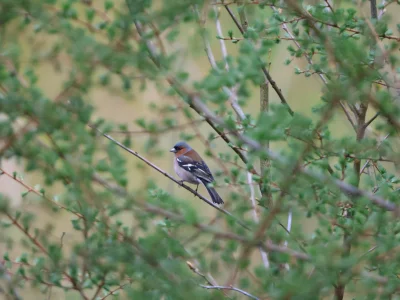 PanNemo - Chyba całkiem nieźle ta zięba wyszła 

#ptaki #natura #fotografia #chwalesi...