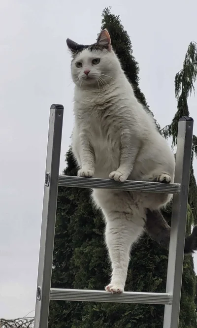 cutecatboy - @Solsith też mam takiego golema