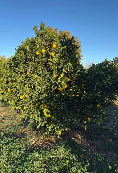 asdfghjkl - Pomarańcze już dochodzą #legancko