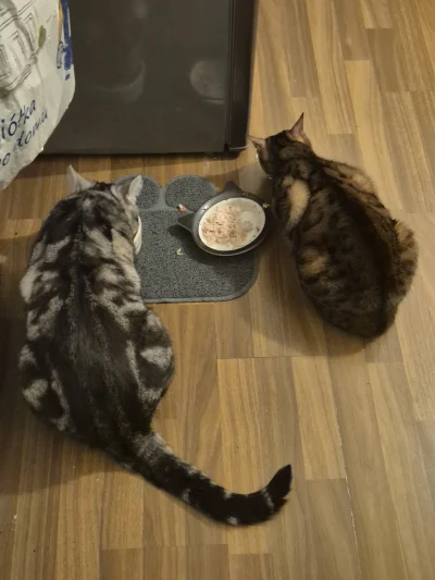 Lujdziarski - #pokazkota #dziarskikacperek Tu się musi tuszyc, tak smakuje Cosma, że ...