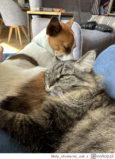 Malyskowyrnyzuk - #koty #pokazkota #smiesznypiesek #psy #codziennapheuka #piesekpico ...