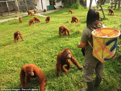 B.....f - @vieniasn tak wyglądają moi fani jak dodam wpis